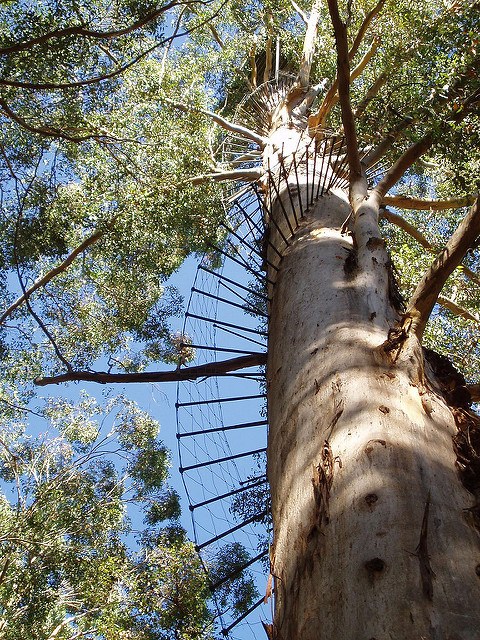 Diamond Tree