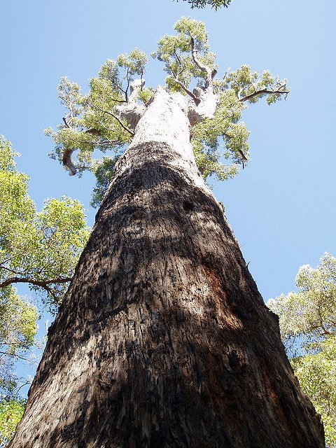 King Jarrah